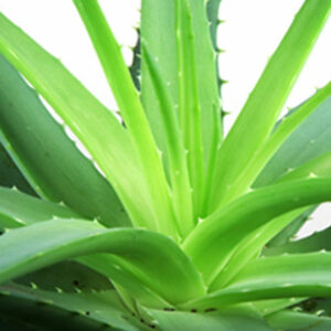 Gel-d'Aloe-vera